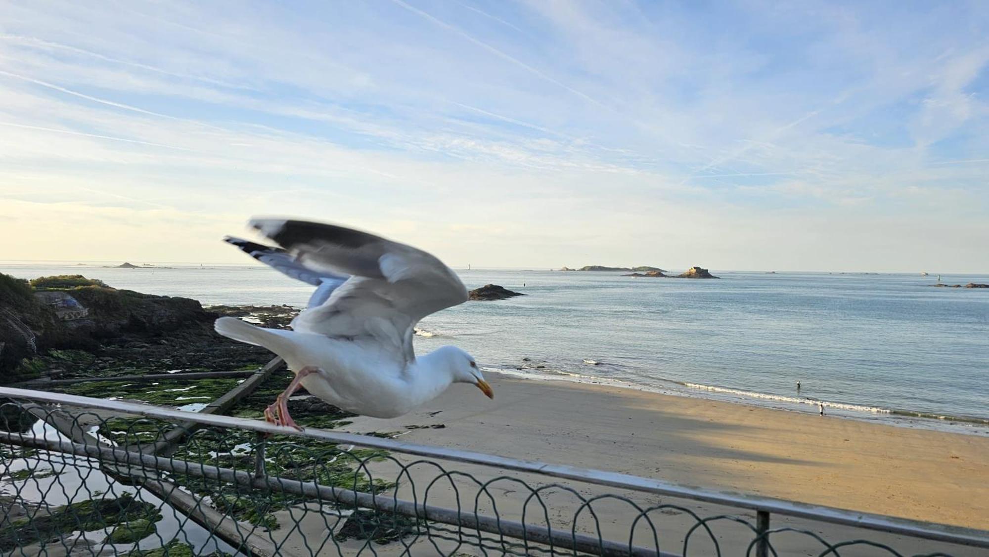Vue Pleine Mer A La Perle Marine - La Terrasse Dinard Exterior foto